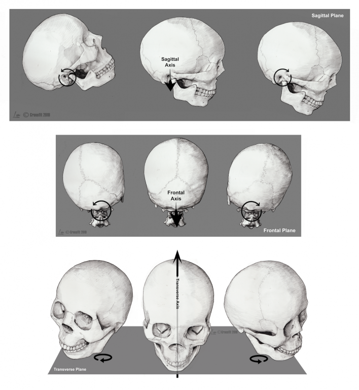 Several images of the human skull from various angles, with the frontal, sagittal and transverse planes and axes labeled.