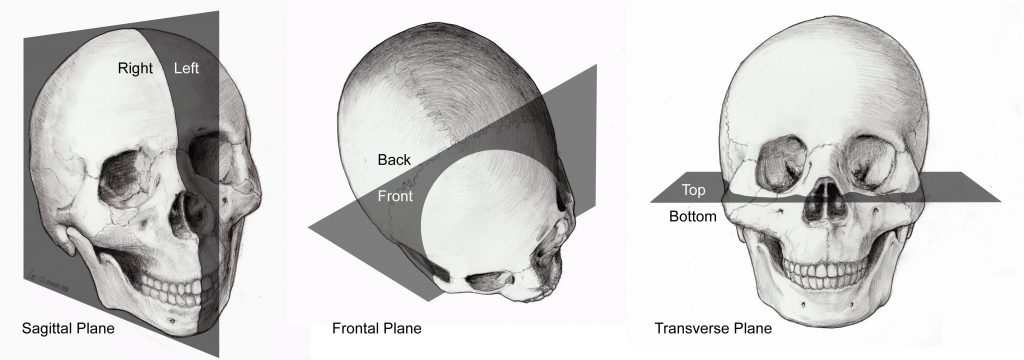 Three images of the human skull, with the frontal, sagittal and transverse planes labeled.