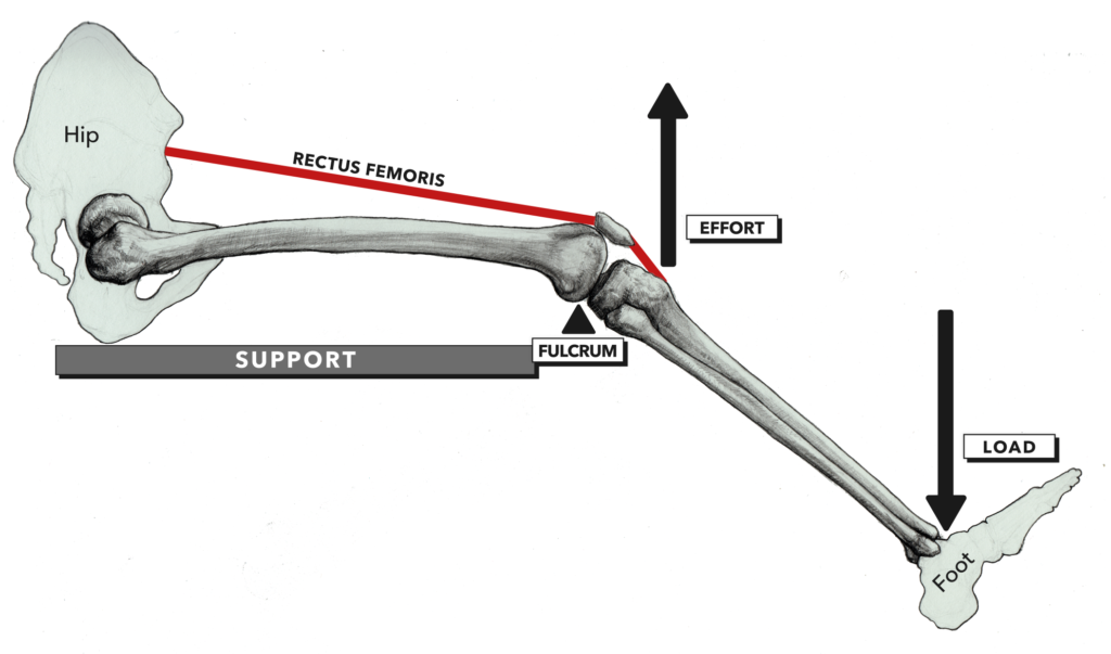 CrossFit Anatomy of Levers, Part 5 Anatomical Elements