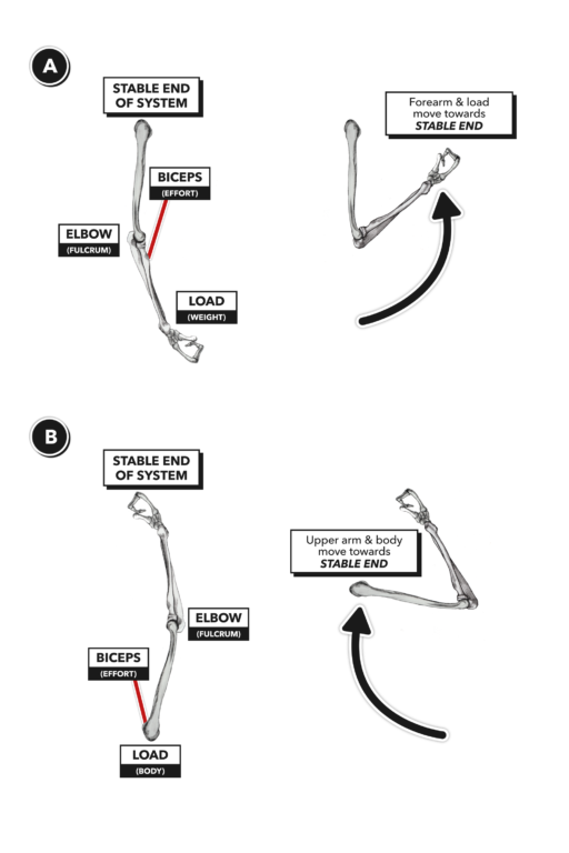 example of 1st class lever in human body