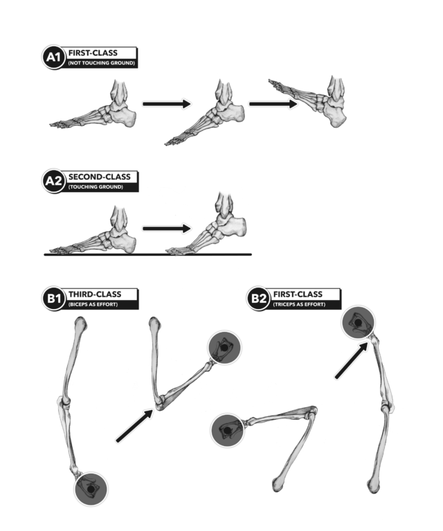 CrossFit  Anatomy of Levers, Part 7: Lever Changes