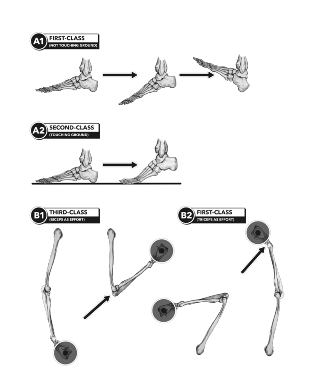 CrossFit | Anatomy of Levers, Part 7: Lever Changes