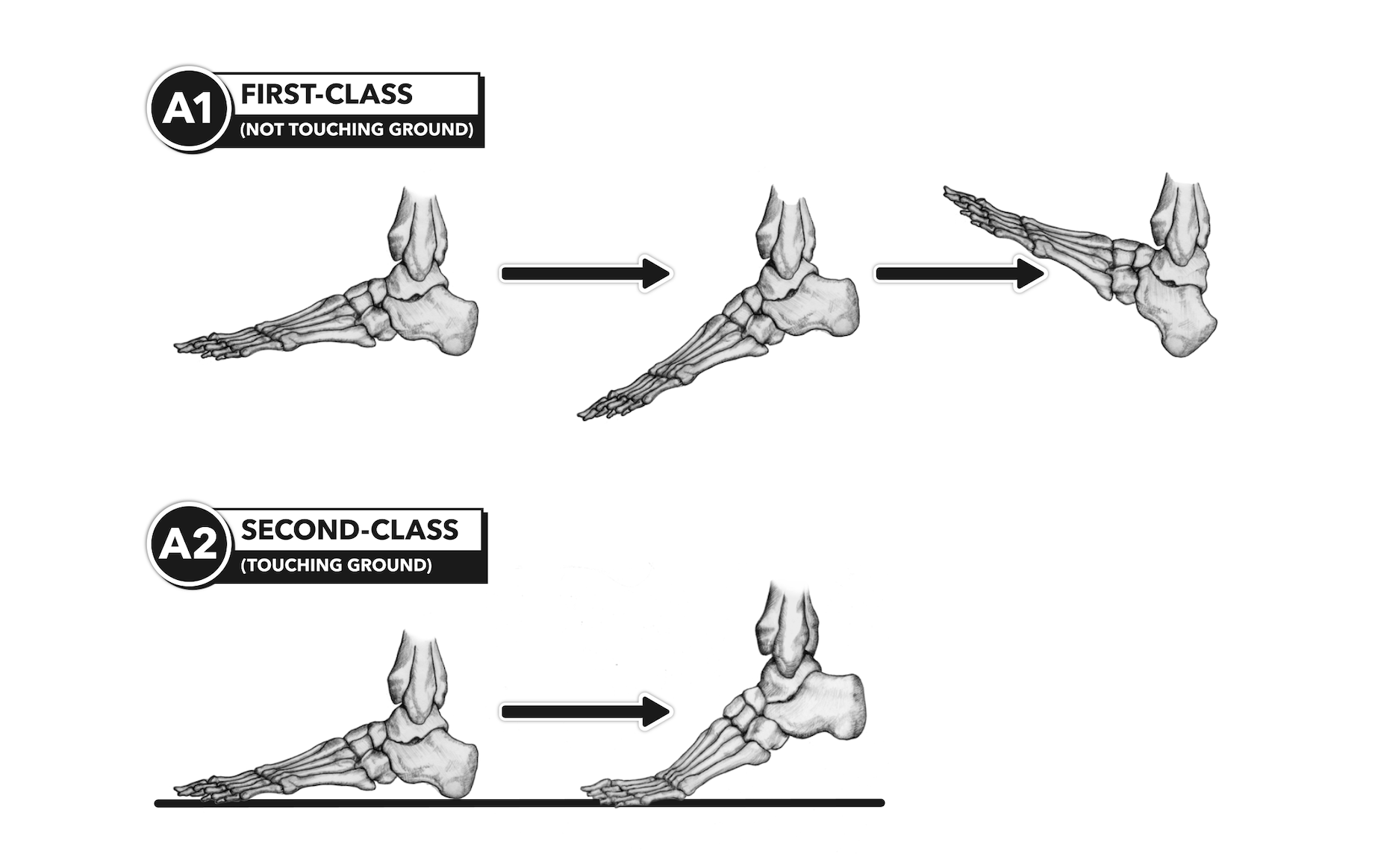 CrossFit Anatomy of Levers, Part 7 Lever Changes