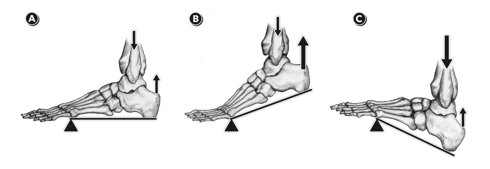 CrossFit Anatomy of Levers, Part 3 SecondClass Levers