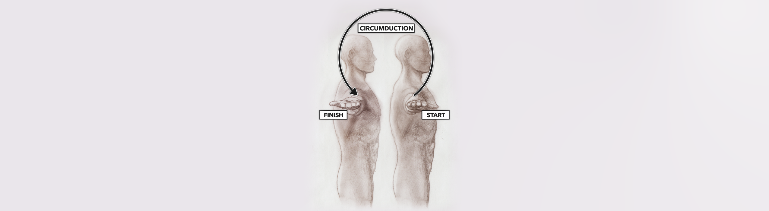 Circumduction Anatomy