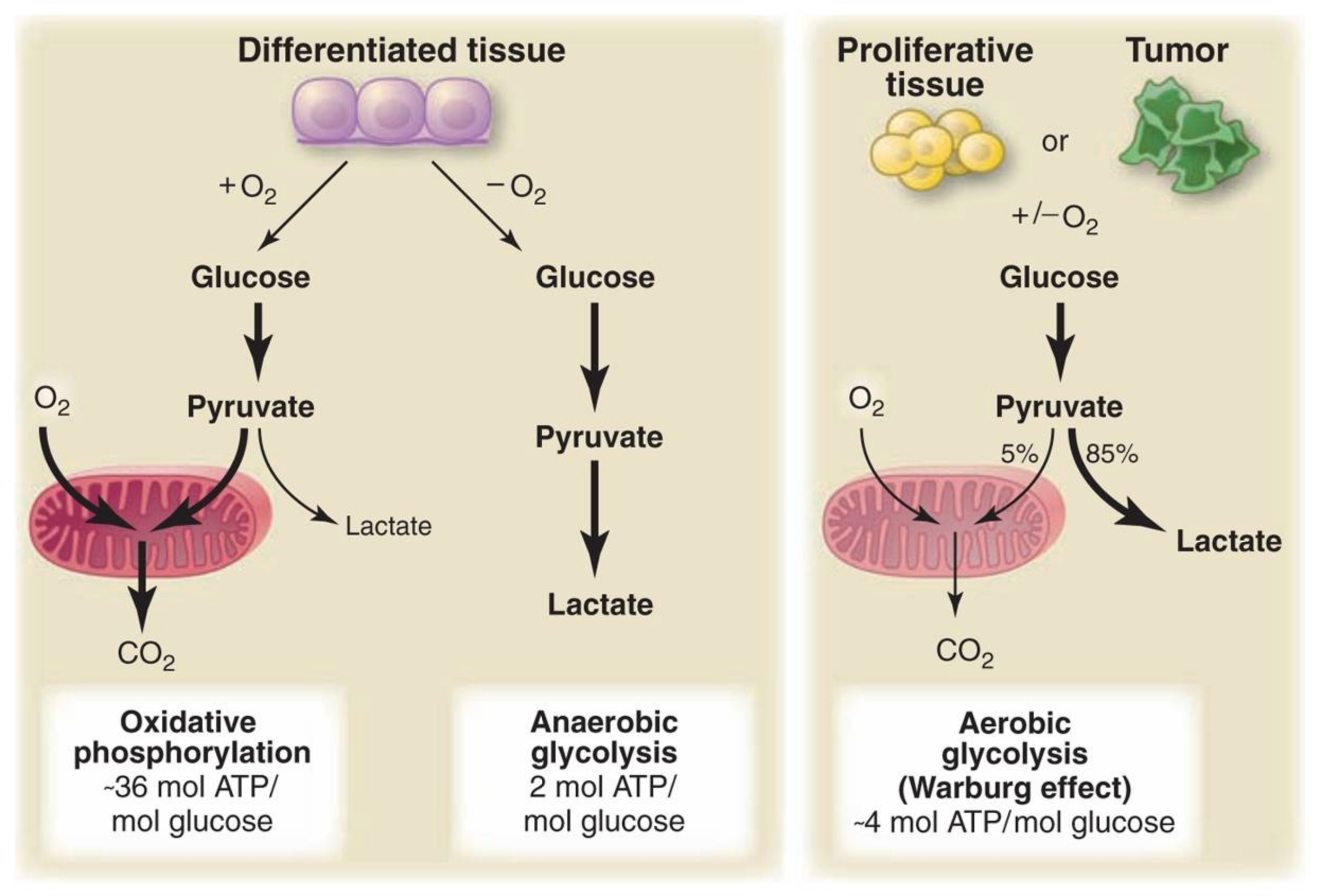 Anaerobic Vs Aerobic Glycolysis Anaerobic Vs Aerobic Glycolysis