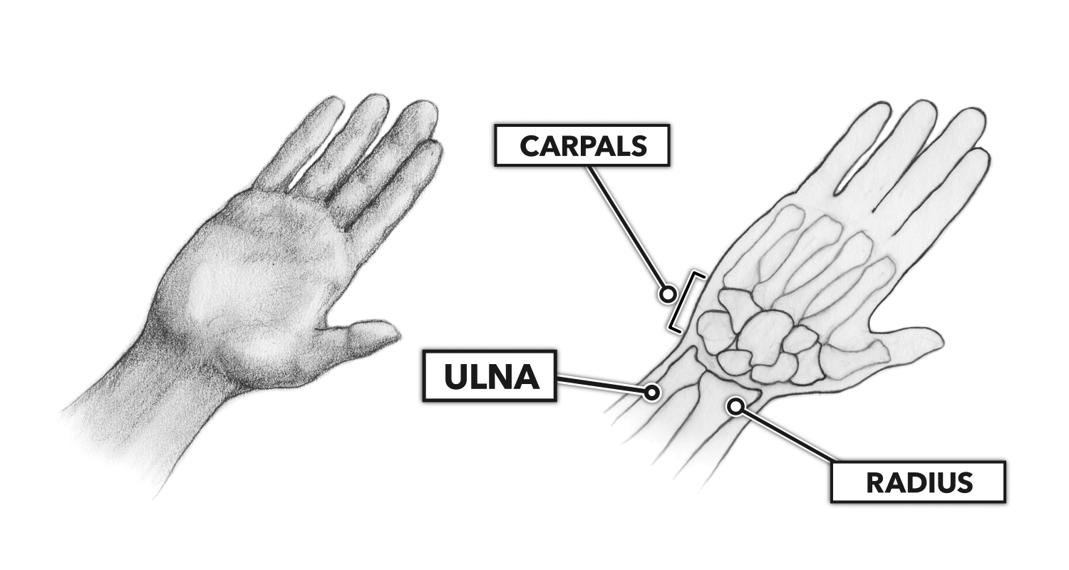 Figure 1: Movements at the wrist. 
