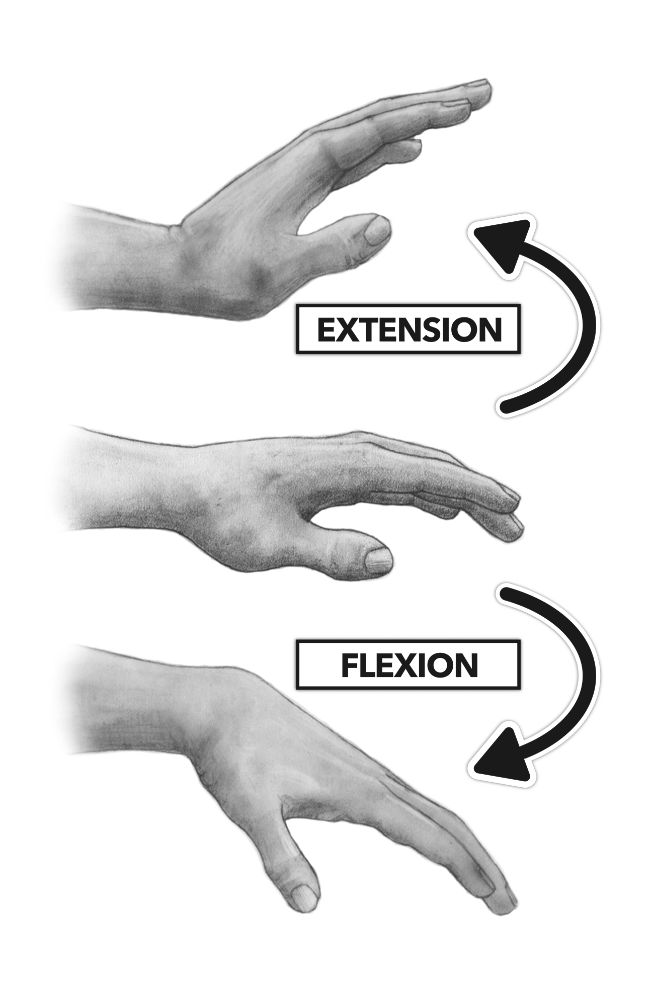 Is pronation/supination a movement part of the wrist or the