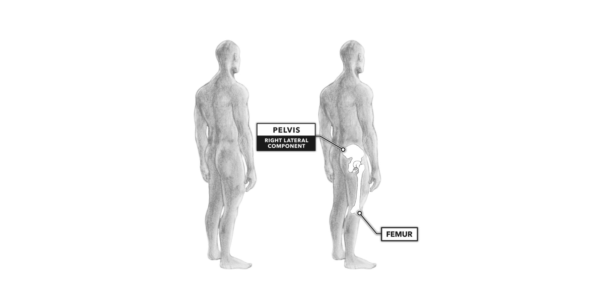 CrossFit Movement about Joints, Part 5 The Hip