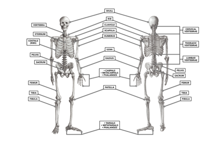 CrossFit | The Skeleton: Anterior and Posterior Views
