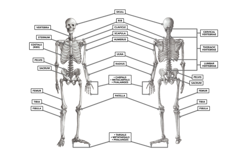 Skeleton