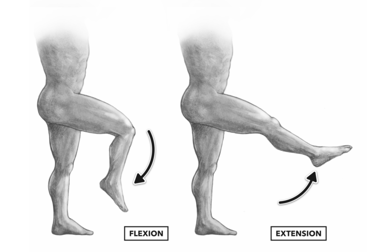 Extension Of Knee And Hip Extension Of Knee And Hip