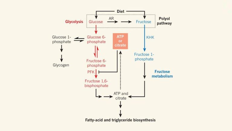 Carbohydrate metabolism and fructose metabolism
