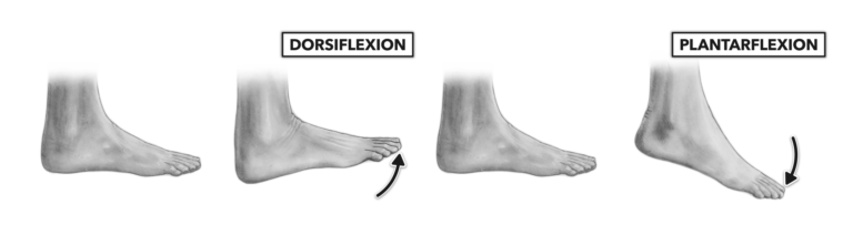 ankle flexion