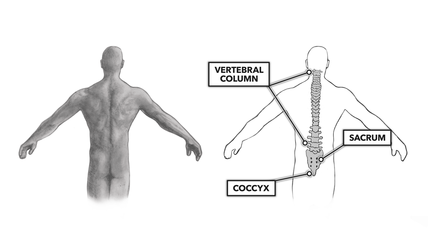 CrossFit Movement About Joints, Part 8 The Vertebral Column