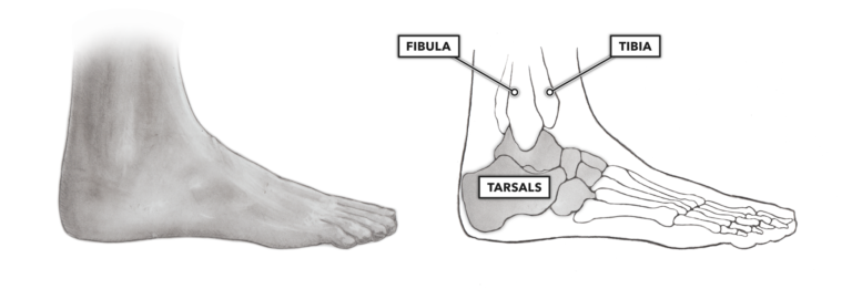 CrossFit  Bones of the Foot and Ankle