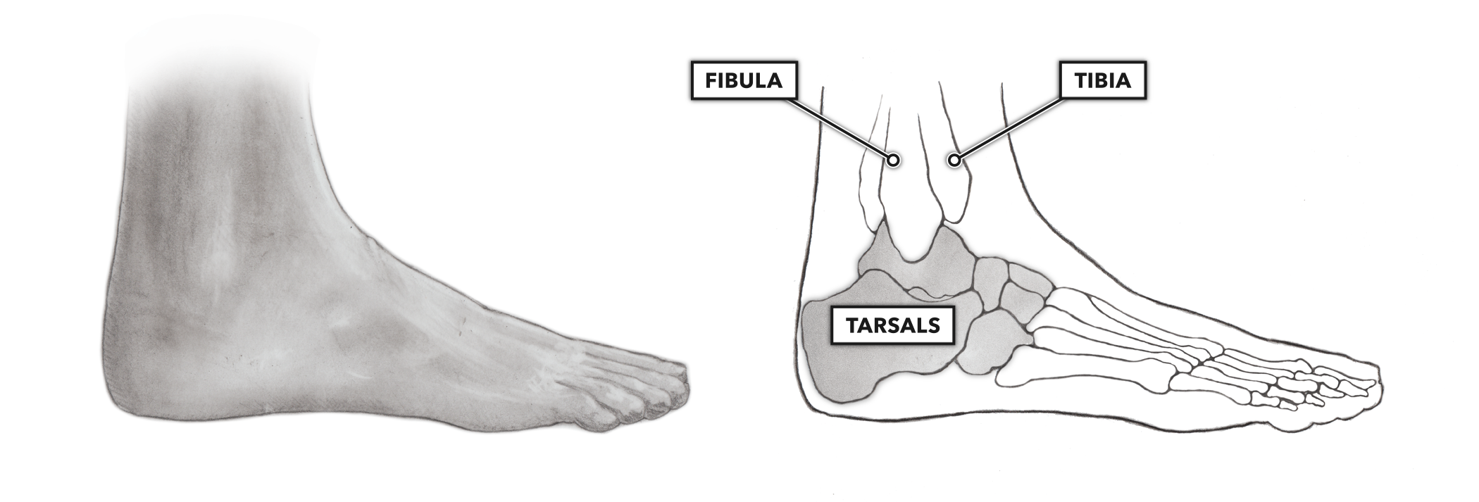 CrossFit | Movement About Joints, Part 7: The Ankle