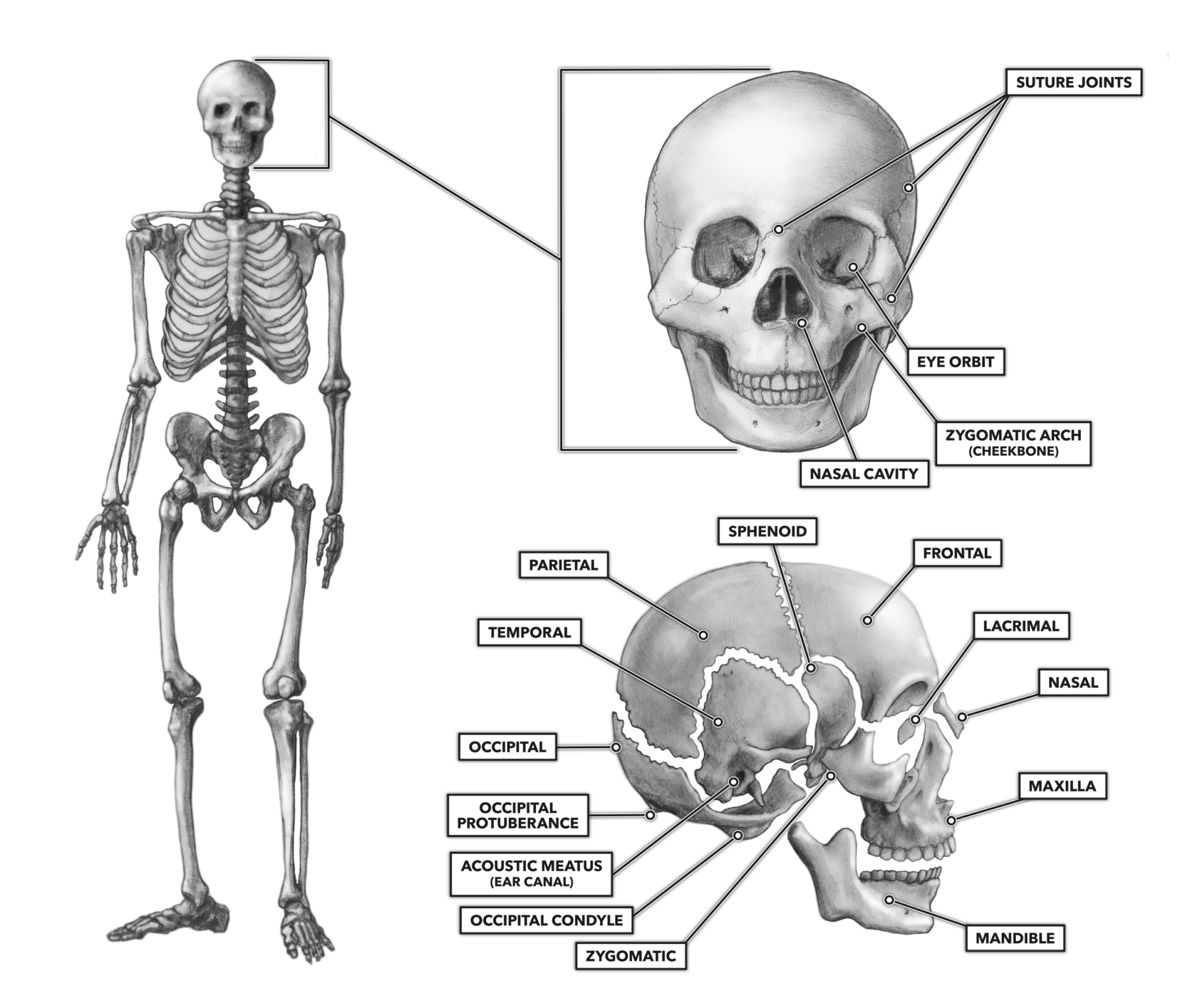 The Bones of the Skull Biology Diagrams