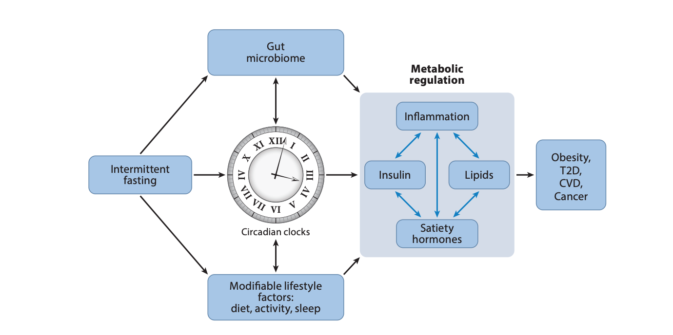 Intermittent Fasting for Women Over 50: boosts metabolism and delays aging with the benefits of intermittent fasting, to lose weight without stress and give the body vitality and feel fit