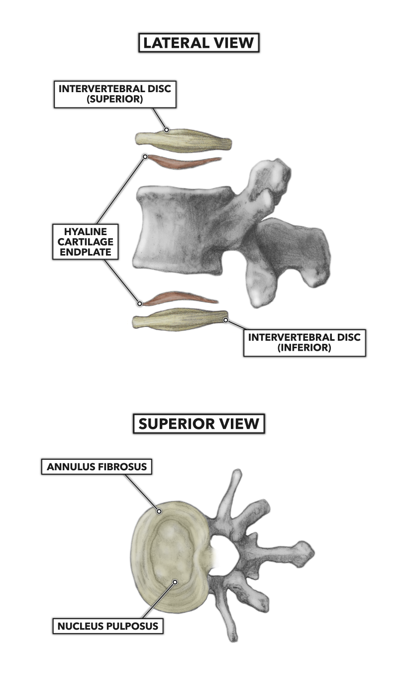 Basic Structure of the Vertebrae Biology Diagrams