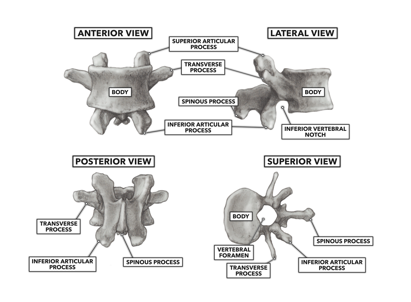 Superior view перевод. Vertebrae structure. Vertebra разрез. Processus articularis inferior vertebrae. Проминенс позвонок.
