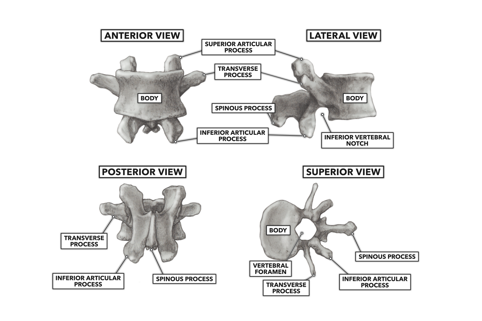 CrossFit | Basic Structure of the Vertebrae