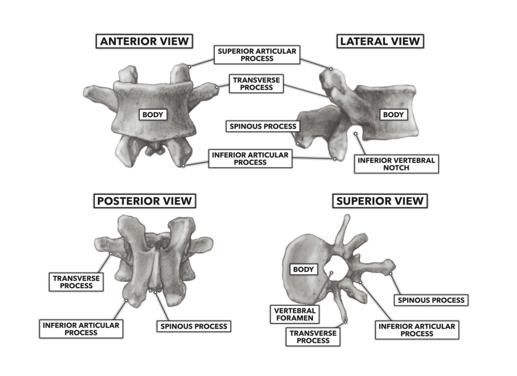 CrossFit Basic Structure of the Vertebrae