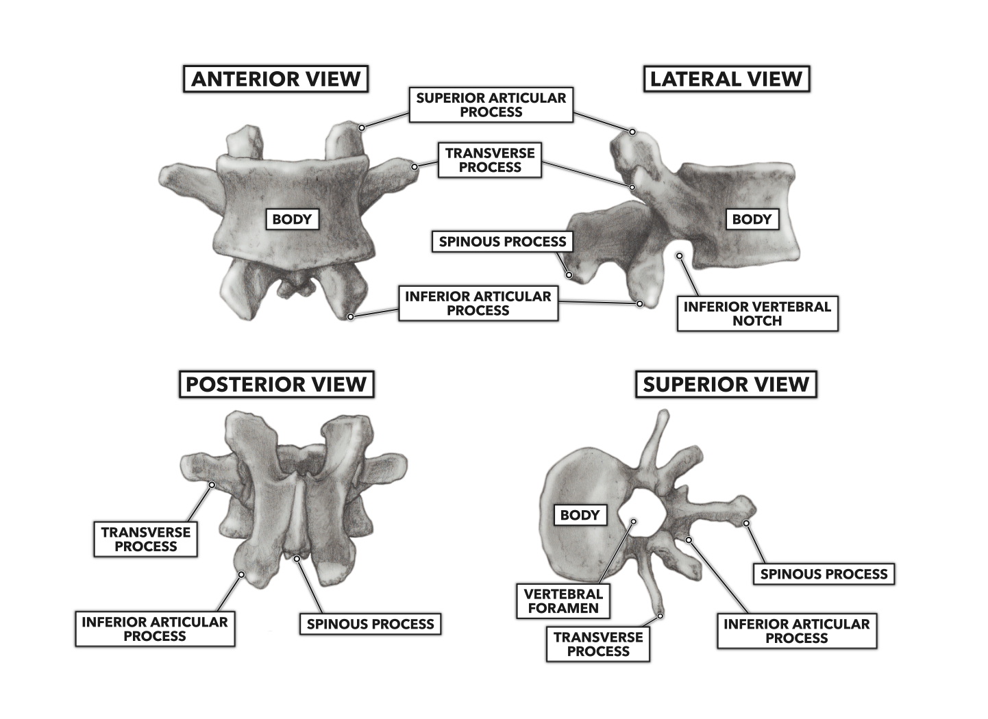 Parts Of A Vertebra