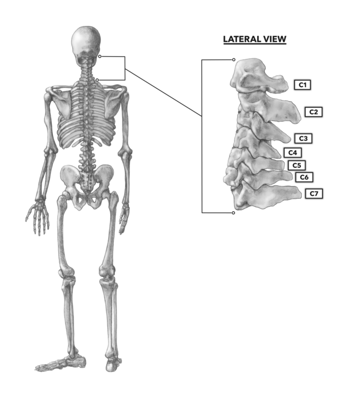 cervical vertebrae