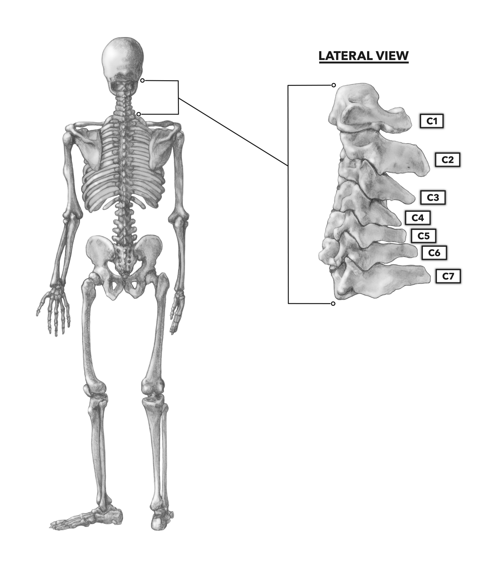 Cervical Vertebrae C1