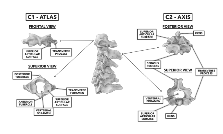 atlas and axis