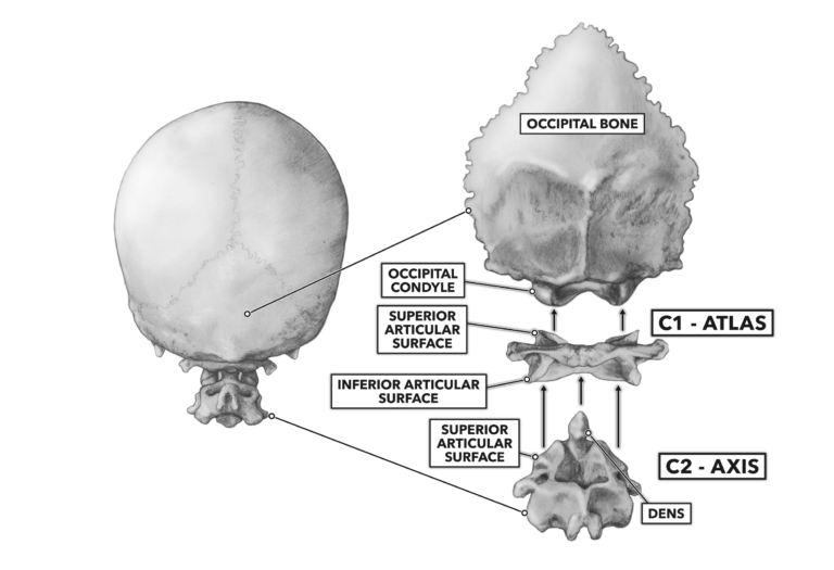 occipital atlas and axis