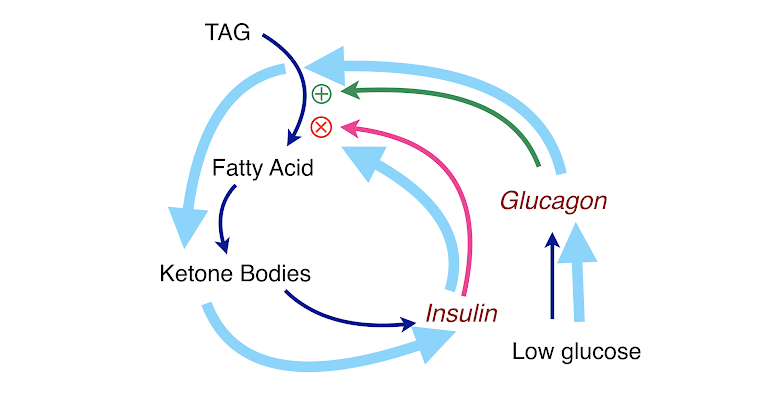 Use Of Glucagon And Ketogenic Hypoglycemia - Regulation And Integration Of Metabolism During Hypoglycemia Springerlink / When blood sugar dips too low.