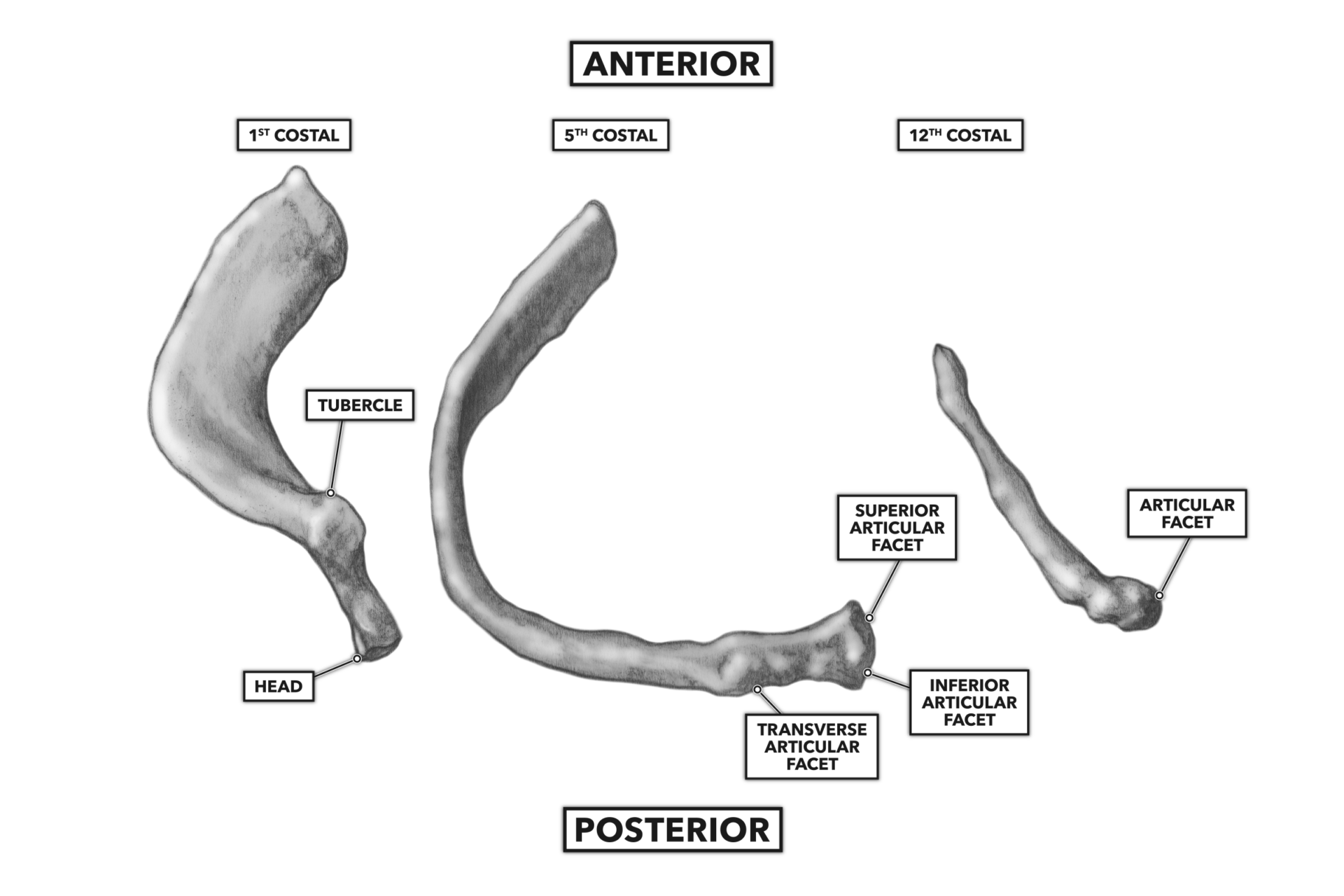 CrossFit | The Thoracic Vertebrae and Other Thoracic Bones