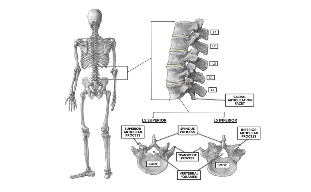 CrossFit The Lumbar Vertebrae