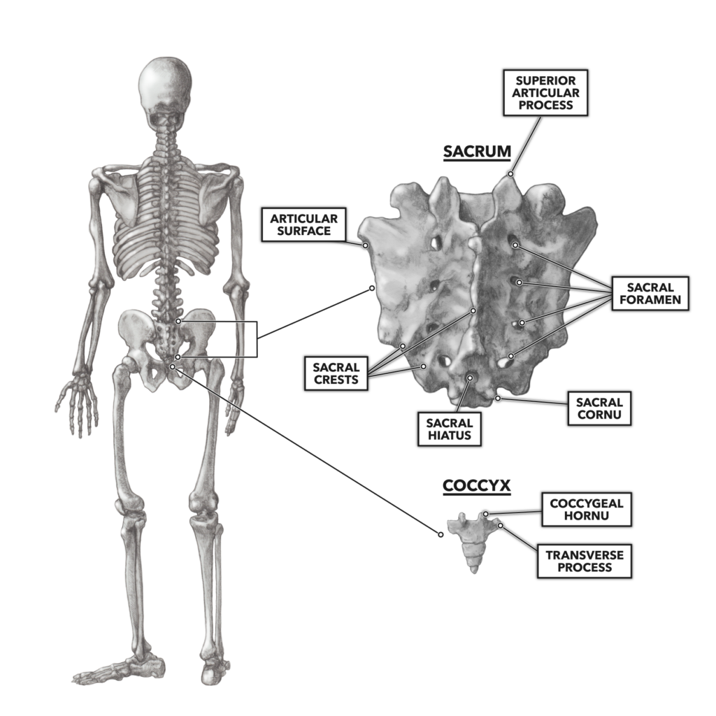 Sacrum and coccyx