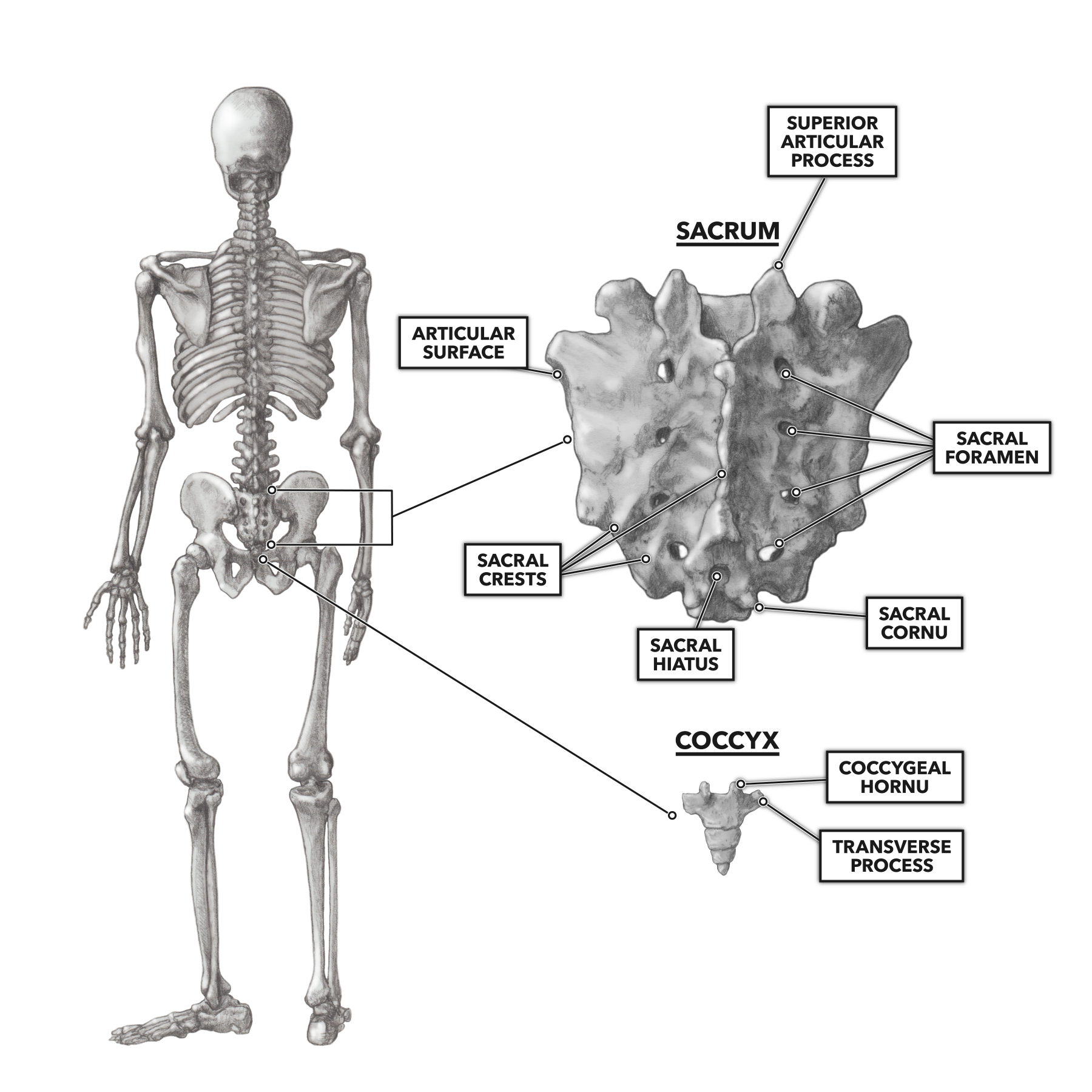 CrossFit | The Sacrum & Coccyx