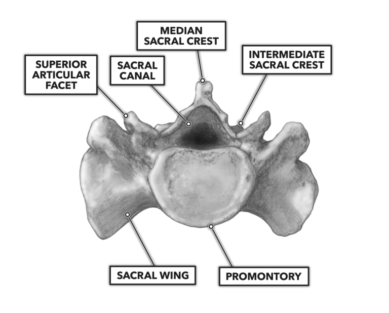 Sacrum structure