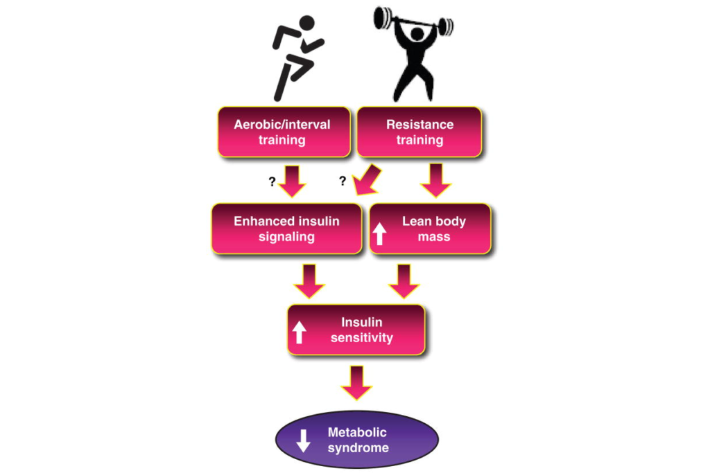 CrossFit Metabolic Syndrome and Insulin Resistance Underlying Causes