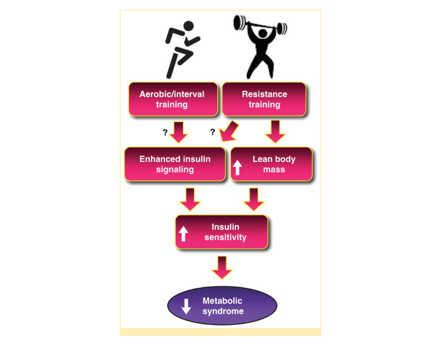Crossfit Metabolic Syndrome And Insulin Resistance Underlying Causes And Modification By Exercise Training Crossfit Metabolic Syndrome And Insulin Resistance Underlying Causes And Modification By Exercise Training