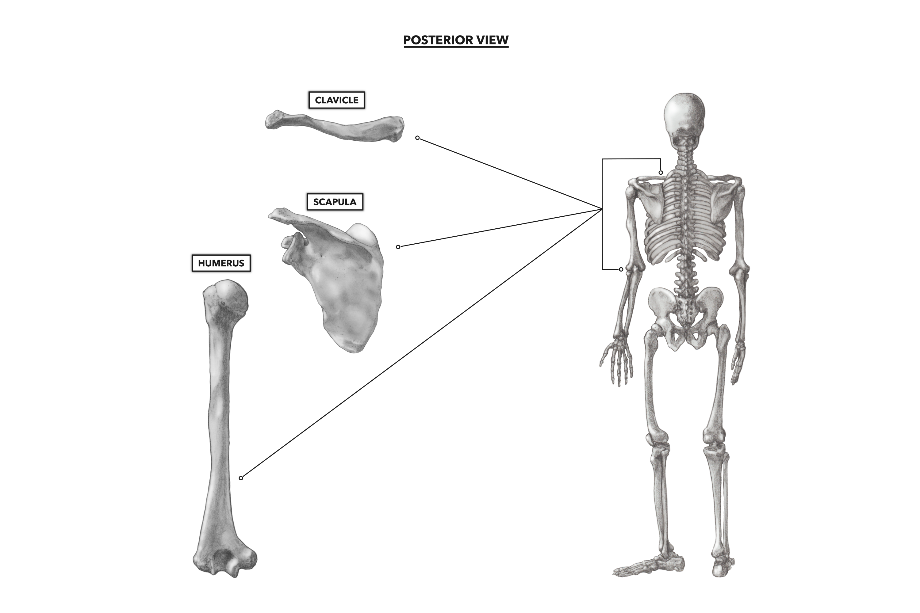 Crossfit Bones Of The Shoulder