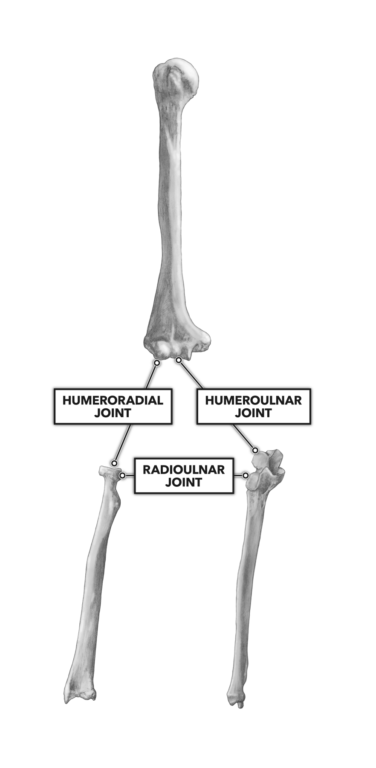 Elbow Joints