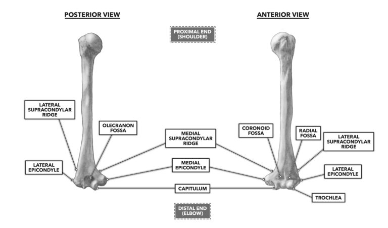 Humerus