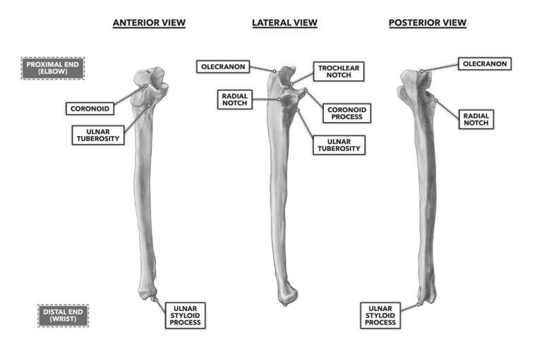 Ulna