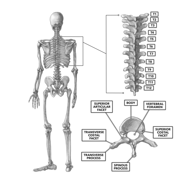 thoracic vertebrae