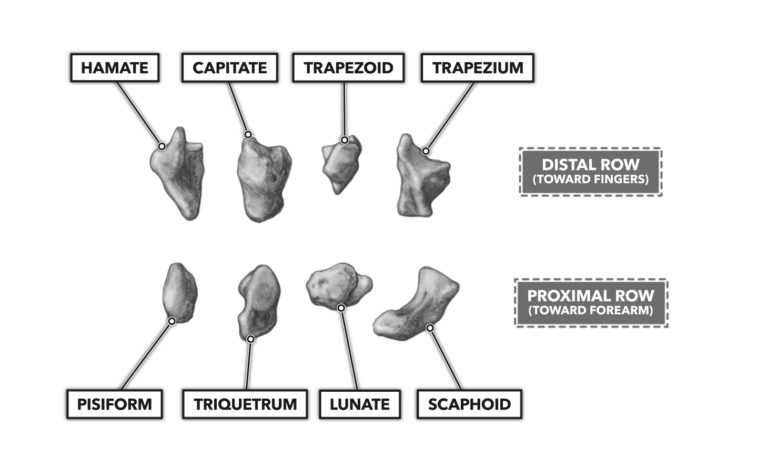 carpals