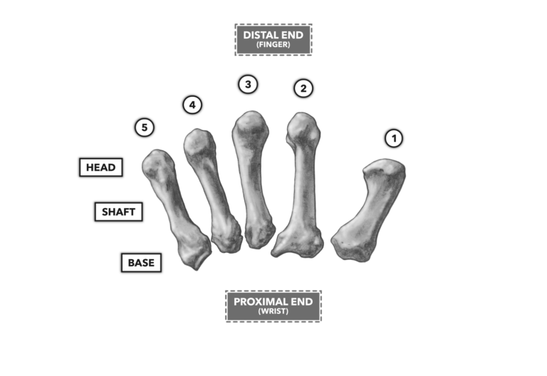 metacarpals