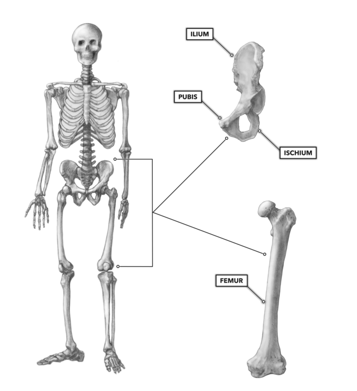 CrossFit | Bones of the Hip & Pelvis