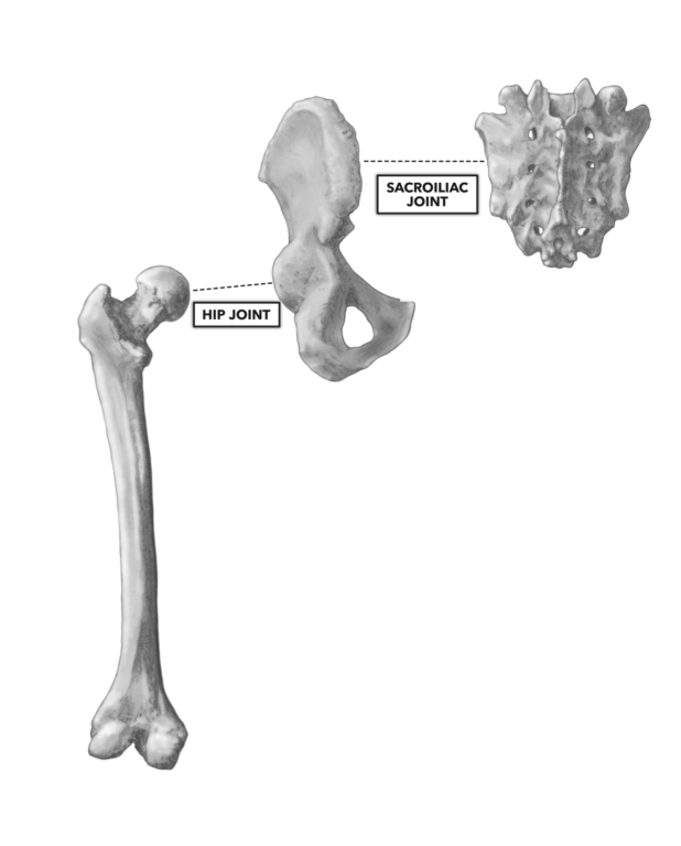 CrossFit  Bones of the Hip & Pelvis