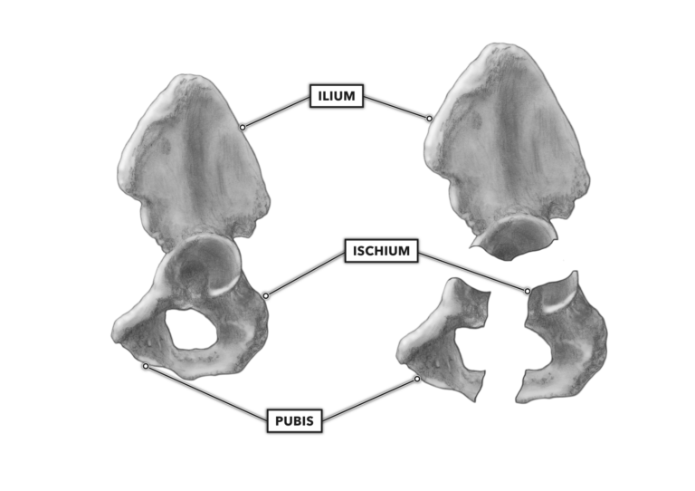 Ilium and Ischium